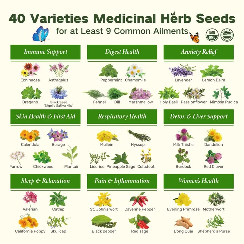 The Forgotten Apothecary Seed Chest - 40 Varieties of Non-GMO Medicinal Herb Seeds
