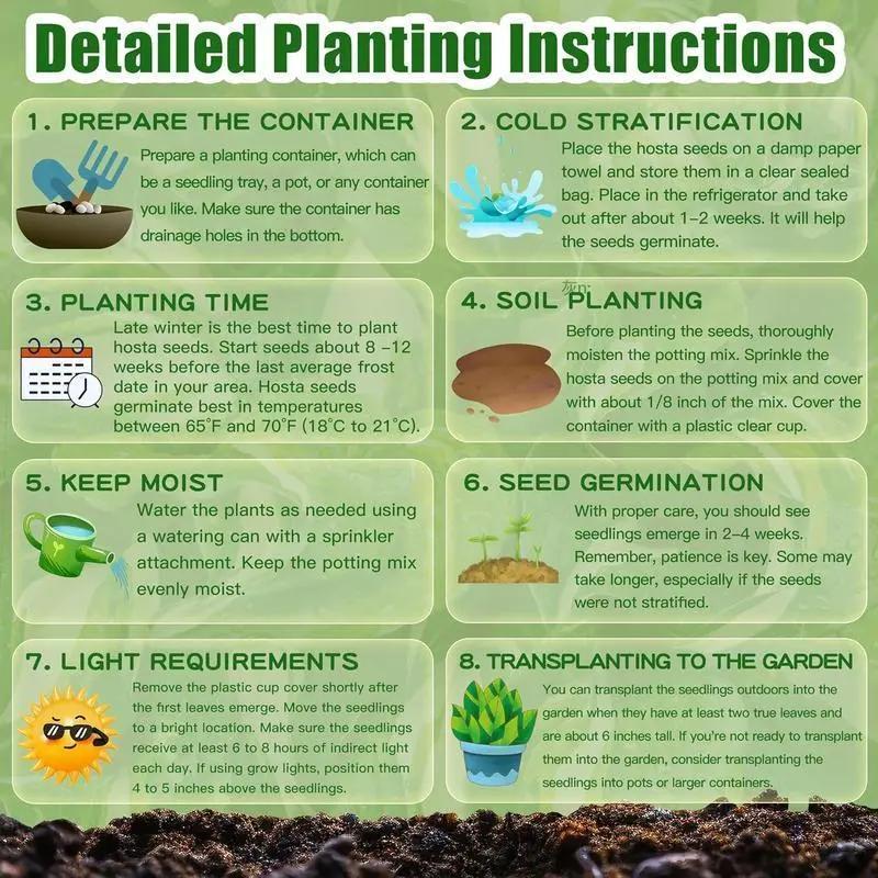 Hosta Seeds Perennial Shade Plant for Garden