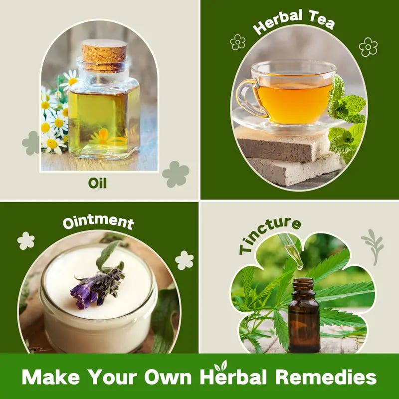 The Forgotten Apothecary Seed Chest - 40 Varieties of Non-GMO Medicinal Herb Seeds